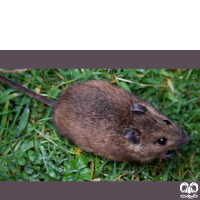 گونه موش صحرایی هیرکانی Hyrcanian Filed Mouse